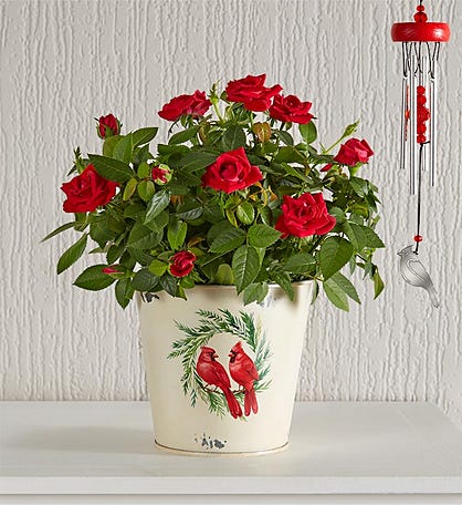 Christmas Cardinals Red Rose Plant 